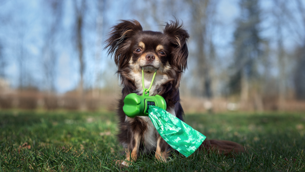 Tips for Going Green with Pets